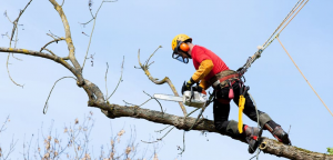 SERVICE D'ARBRES SAGUENAY