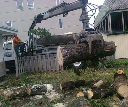 abattage essouchage arbre avec grue