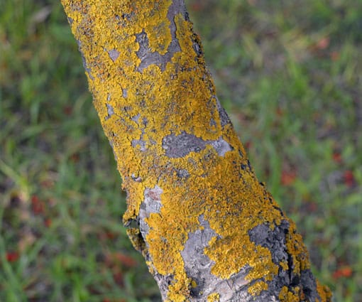 arbre champignon lichen