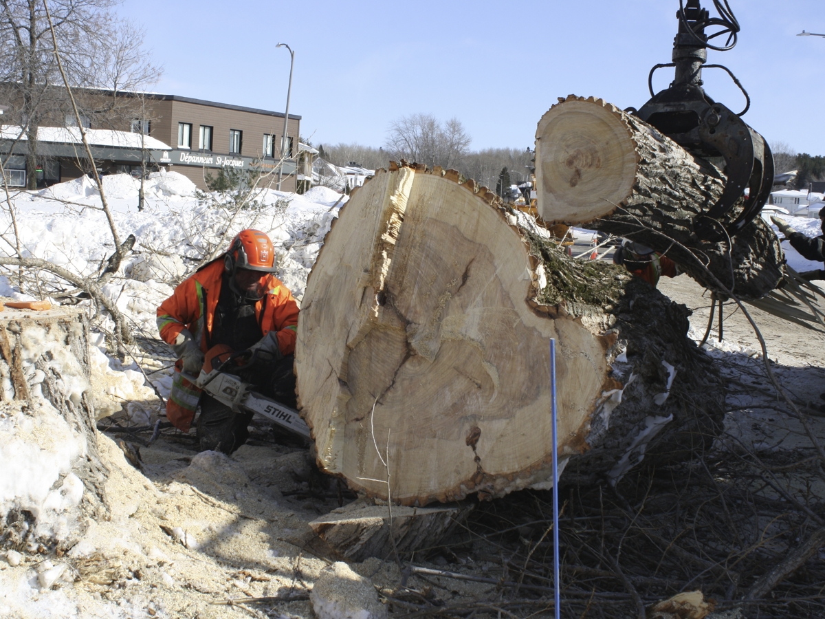 Débitage de gros arbre